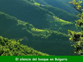 El silencio del bosque en Bulgaria 