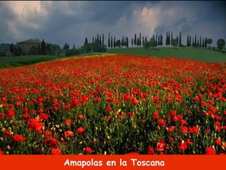 Amapolas en la Toscana 