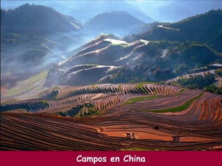 Campos en China 
