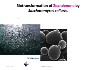 Biotransformation of  Zearalenone  by  Saccharomyces telluris. Buenos Aires 2008 South America DETOXA Plus 