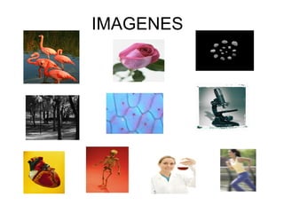 IMAGENES 
