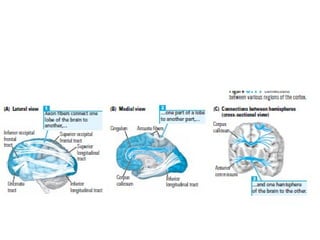 Imagenes cerebro
