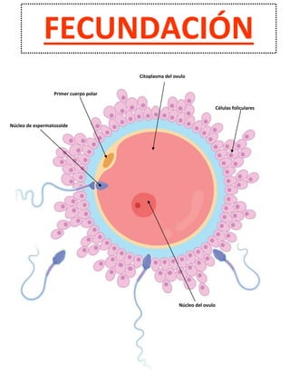 Núcleo del ovulo
Núcleo de espermatozoide
Citoplasma del ovulo
Primer cuerpo polar
Células foliculares
FECUNDACIÓN
 