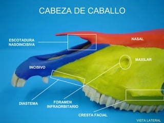 CABEZA DE CABALLO


ESCOTADURA                                           NASAL
NASOINCISIVA



                                                      MAXILAR

         INCISIVO




    DIASTEMA           FORAMEN
                    INFRAORBITARIO

                                     CRESTA FACIAL
                                                       VISTA LATERAL
 
