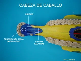 CABEZA DE CABALLO
                    INCISIVO




FORAMEN DEL CANAL
  INTERINCISIVO                 CISURAS
                               PALATINAS




                                           VISTA VENTRAL
 