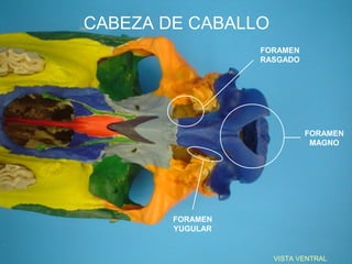 CABEZA DE CABALLO
                  FORAMEN
                  RASGADO




                            FORAMEN
                             MAGNO




        FORAMEN
        YUGULAR


                    VISTA VENTRAL
 