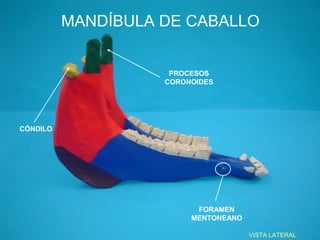 MANDÍBULA DE CABALLO


                     PROCESOS
                    CORONOIDES




CÓNDILO




                          FORAMEN
                         MENTONEANO

                                      VISTA LATERAL
 