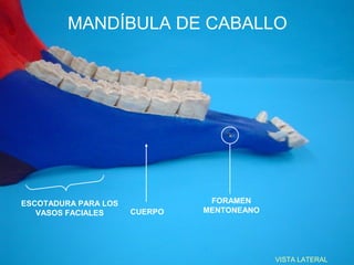 MANDÍBULA DE CABALLO




ESCOTADURA PARA LOS             FORAMEN
   VASOS FACIALES     CUERPO   MENTONEANO




                                            VISTA LATERAL
 