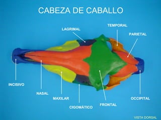 CABEZA DE CABALLO
                                             TEMPORAL
                      LAGRIMAL
                                                        PARIETAL




INCISIVO

           NASAL
                   MAXILAR                              OCCIPITAL
                                          FRONTAL
                             CIGOMÁTICO

                                                          VISTA DORSAL
 