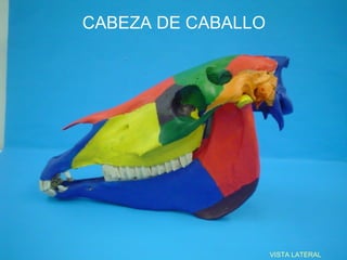 CABEZA DE CABALLO




                    VISTA LATERAL
 