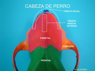 CABEZA DE PERRO
                CRESTA NUCAL



                  CRESTA
                  SAGITAL
                  EXTERNA




     PARIETAL


                TEMPORAL




     FRONTAL



                       VISTA DORSAL
 