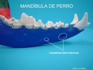 MANDÍBULA DE PERRO




         FORAMENES MENTONEANOS




                         VISTA LATERAL
 
