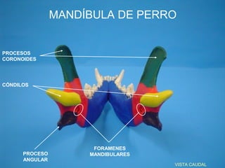 MANDÍBULA DE PERRO


PROCESOS
CORONOIDES




CÓNDILOS




                      FORAMENES
      PROCESO        MANDIBULARES
      ANGULAR
                                    VISTA CAUDAL
 