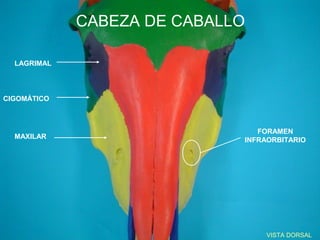 CABEZA DE CABALLO

  LAGRIMAL



CIGOMÁTICO



                                FORAMEN
  MAXILAR                    INFRAORBITARIO




                                 VISTA DORSAL
 