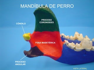 MANDÍBULA DE PERRO

              PROCESO
             CORONOIDES
CÓNDILO




          FOSA MASETÉRICA




PROCESO
ANGULAR

                            VISTA LATERAL
 