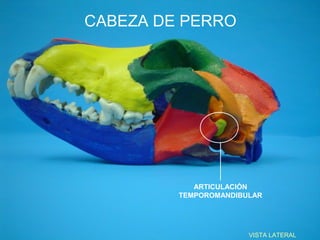 CABEZA DE PERRO




            ARTICULACIÓN
         TEMPOROMANDIBULAR




                       VISTA LATERAL
 