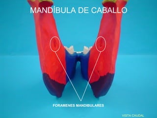 MANDÍBULA DE CABALLO




    FORAMENES MANDIBULARES

                             VISTA CAUDAL
 