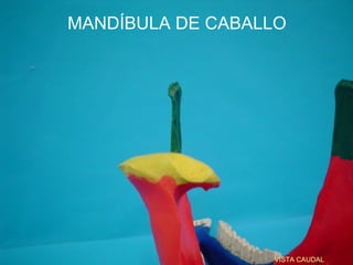 MANDÍBULA DE CABALLO




                  VISTA CAUDAL
 