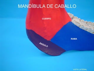 MANDÍBULA DE CABALLO

         CUERPO




                  RAMA
       ÁN
          GU
            LO




               ...