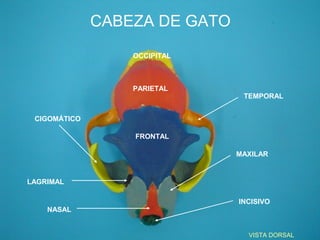 CABEZA DE GATO
                  OCCIPITAL



                  PARIETAL
                                TEMPORAL


 CIGOM...