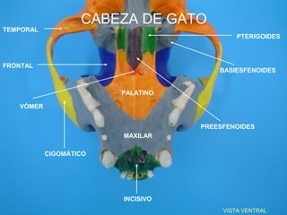 CABEZA DE GATO




                             FORAMEN DEL CANAL
                                INTERINCISIVO

FORAMENES...