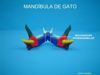 MANDÍBULA DE GATO



                SÍNCONDROSIS
              INTERMANDIBULAR




                    VISTA DORSAL
 