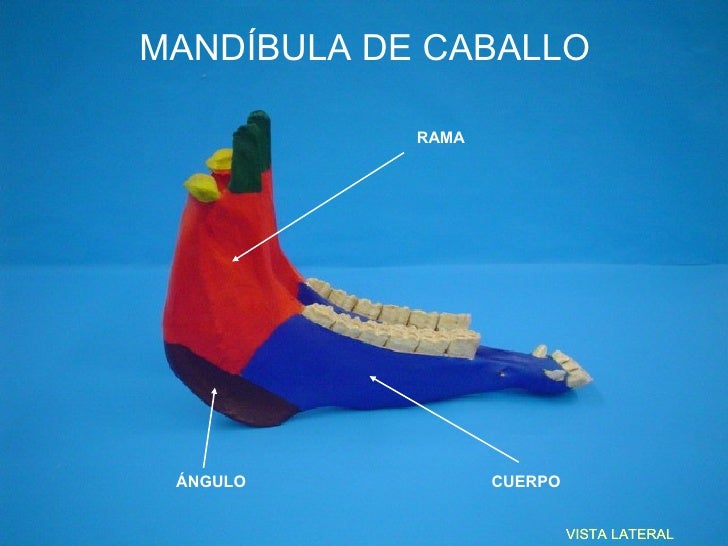 Resultado de imagen para mandibula del caballo