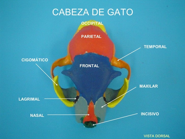 Imagenes de la cabeza