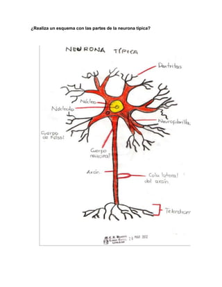 ¿Realiza un esquema con las partes de la neurona típica?
 