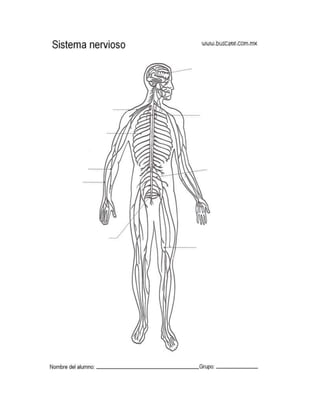 Imagenes del sistema nervioso