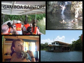 GAMBOA RAINFOREST

 