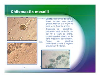 Chilomastix mesnili
                     Quíste, con forma de pera o
                     limón, incoloro con pared
                     gruesa. Mide de 6 a 10 µm de
                     largo y 4 a 8 µm de ancho.
                     Trofozoito es        asimétrico,
                     piriformes, mide de 6 a 24 µm
                     por 10 a 15µm de ancho,
                     nucleo esférico situado en la
                     parte media del polo anterior.
             1000x
                     Posee         un        citostma
                     prominente y tiene 3 flagelos
                     anteriores y 1 interior .




              400x
      25
                             Tricrómica 1000x
 