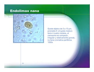 Endolimax nana




                 Quiste eliptico de 5 a 10 µm,
                 promedio 9. el quiste maduro
                 tiene 4 cuatro núcleos, el
                 cariosoma es compacto ,
                 irregular y relativamente grande,
                 no tiene cromatina periférica.
                 1000x




     28
 