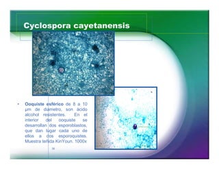 Cyclospora cayetanensis




Ooquiste esférico de 8 a 10
µm de diametro, son ácido
alcohol resistentes.    En el
interior   del  ooquiste    se
desarrollan dos esporoblastos,
que dan lugar cada uno de
ellos a dos esporoquistes.
Muestra teñida KinYoun. 1000x
            36
 