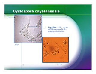 Cyclospora cayetanensis



                 Ooquiste de forma
                 esférica esporulando.
                 Muestra en fresco.




400x




       37                 1000x
 