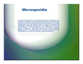 Microsporidia

Parásitos intracelulares que recientemente fueron reclasificados de
protozoos a hongos, son eucarióticos, formadores de esporas. Son
ubicuos, primitivos, y parásitos intracelulares obligados. No tienen
mitocondrias y han sido documentados de infectar invertebrados y
vertebrados incluyendo insectos, peces, y mamíferos. Existen más
de 150 géneros y 1,200 especies en el filum Microspora. Ocho de
estos géneros han sido implicados en infecciones humanas:
Nosema, Vittaforma, Brachiola, Pleistophora, Encephalitozoon,
Enterocytozoon y Trachipleistophora. Los Microsporidios aun no
clasificados son incluidos en el genero Microspooridium sp.
 
