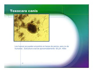 Toxocara canis




  Los huevos se pueden encontrar en heces de perros, pero no de
  humanos . Estructura oval de aproximadamente 65 µm. 400x




          47
 