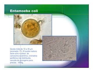 Entamoeba coli




Quiste mide de 10 a 35 µm
(promedio 17). El quiste maduro
tiene ocho nucleos de
cariosoma excéntrico, c...
