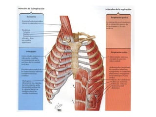 Comprehensive Overview of Thoracic Anatomy and Cardiac Structures | PDF