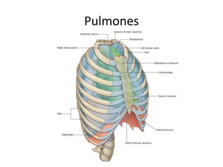 Comprehensive Overview of Thoracic Anatomy and Cardiac Structures | PDF
