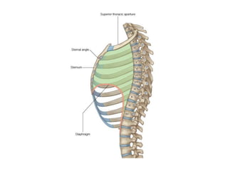 Comprehensive Overview of Thoracic Anatomy and Cardiac Structures | PDF