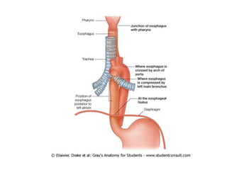 Comprehensive Overview of Thoracic Anatomy and Cardiac Structures | PDF