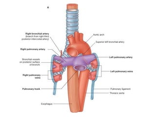 Comprehensive Overview of Thoracic Anatomy and Cardiac Structures | PDF