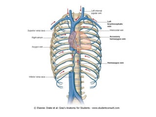 Comprehensive Overview of Thoracic Anatomy and Cardiac Structures | PDF