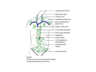Comprehensive Overview of Thoracic Anatomy and Cardiac Structures | PDF