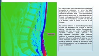 Es una compleja estructura osteofibrocartilaginosa
articulada y resistente, en forma de tallo
longitudinal, que constituye la porción posterior e
inferior del esqueleto axial. La columna vertebral
es un órgano1 situado (en su mayor extensión) en
la parte media y posterior del tronco, y va desde la
cabeza (a la cual sostiene), pasando por el cuello
y la espalda, hasta la pelvis a la cual le da
soporte.
La columna vertebral es la estructura principal de
soporte del esqueleto que protege la médula
espinal y permite al ser humano desplazarse en
posición “de pie”, sin perder el equilibrio. La
columna vertebral está formada por
siete vértebras cervicales, doce vértebras
torácicas o vértebras dorsales, cinco vértebras
lumbares inferiores soldadas al sacro, y tres a
cinco vértebras soldadas a la “cola” o cóccix.
Entre las vértebras también se encuentran unos
tejidos llamados discos intervertebrales que le dan
mayor flexibilidad.
 