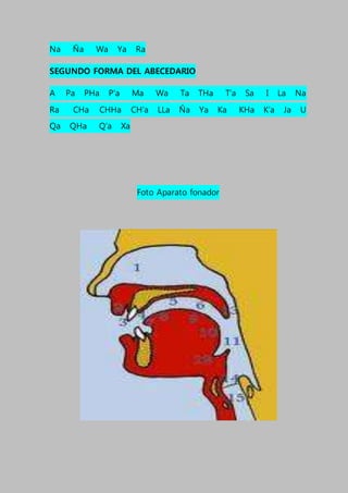 Na Ña Wa Ya Ra
SEGUNDO FORMA DEL ABECEDARIO
A Pa PHa P’a Ma Wa Ta THa T’a Sa I La Na
Ra CHa CHHa CH’a LLa Ña Ya Ka KHa K’a Ja U
Qa QHa Q’a Xa
Foto Aparato fonador
 