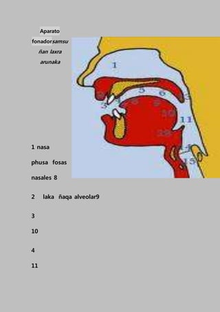 Aparato
fonadorsamsu
ñan laxra
arunaka
1 nasa
phusa fosas
nasales 8
2 laka ñaqa alveolar9
3
10
4
11
 