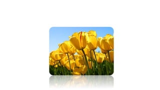 Imagenes power point