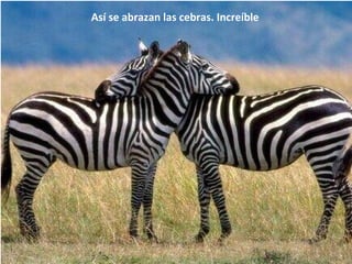 Así se abrazan las cebras. Increíble 
 